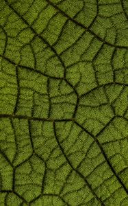 Preview wallpaper leaf, veins, texture, macro, closeup