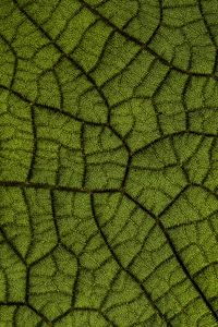 Preview wallpaper leaf, veins, texture, macro, closeup