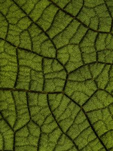 Preview wallpaper leaf, veins, texture, macro, closeup