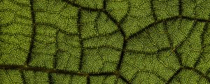 Preview wallpaper leaf, veins, texture, macro, closeup