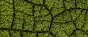 Preview wallpaper leaf, veins, texture, macro, closeup