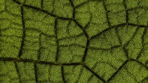 Preview wallpaper leaf, veins, texture, macro, closeup