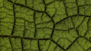Preview wallpaper leaf, veins, texture, macro, closeup