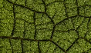 Preview wallpaper leaf, veins, texture, macro, closeup