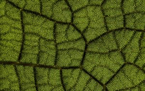 Preview wallpaper leaf, veins, texture, macro, closeup
