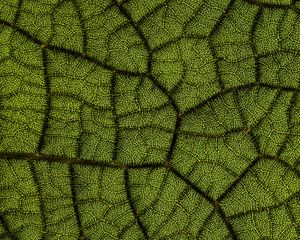 Preview wallpaper leaf, veins, texture, macro, closeup