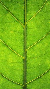 Preview wallpaper leaf, veins, texture, macro, green