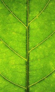Preview wallpaper leaf, veins, texture, macro, green