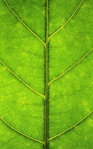 Preview wallpaper leaf, veins, texture, macro, green