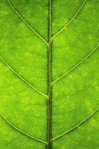 Preview wallpaper leaf, veins, texture, macro, green