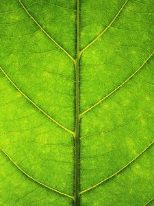 Preview wallpaper leaf, veins, texture, macro, green