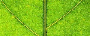 Preview wallpaper leaf, veins, texture, macro, green