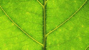 Preview wallpaper leaf, veins, texture, macro, green