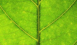 Preview wallpaper leaf, veins, texture, macro, green