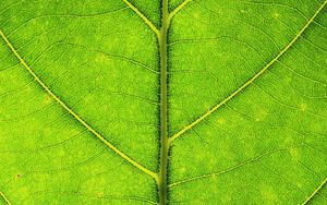 Preview wallpaper leaf, veins, texture, macro, green