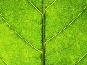 Preview wallpaper leaf, veins, texture, macro, green