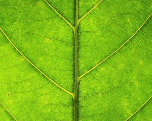 Preview wallpaper leaf, veins, texture, macro, green