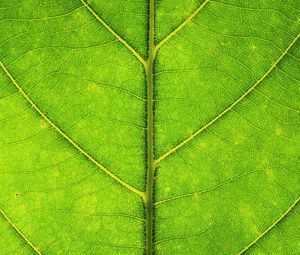 Preview wallpaper leaf, veins, texture, macro, green