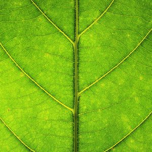Preview wallpaper leaf, veins, texture, macro, green