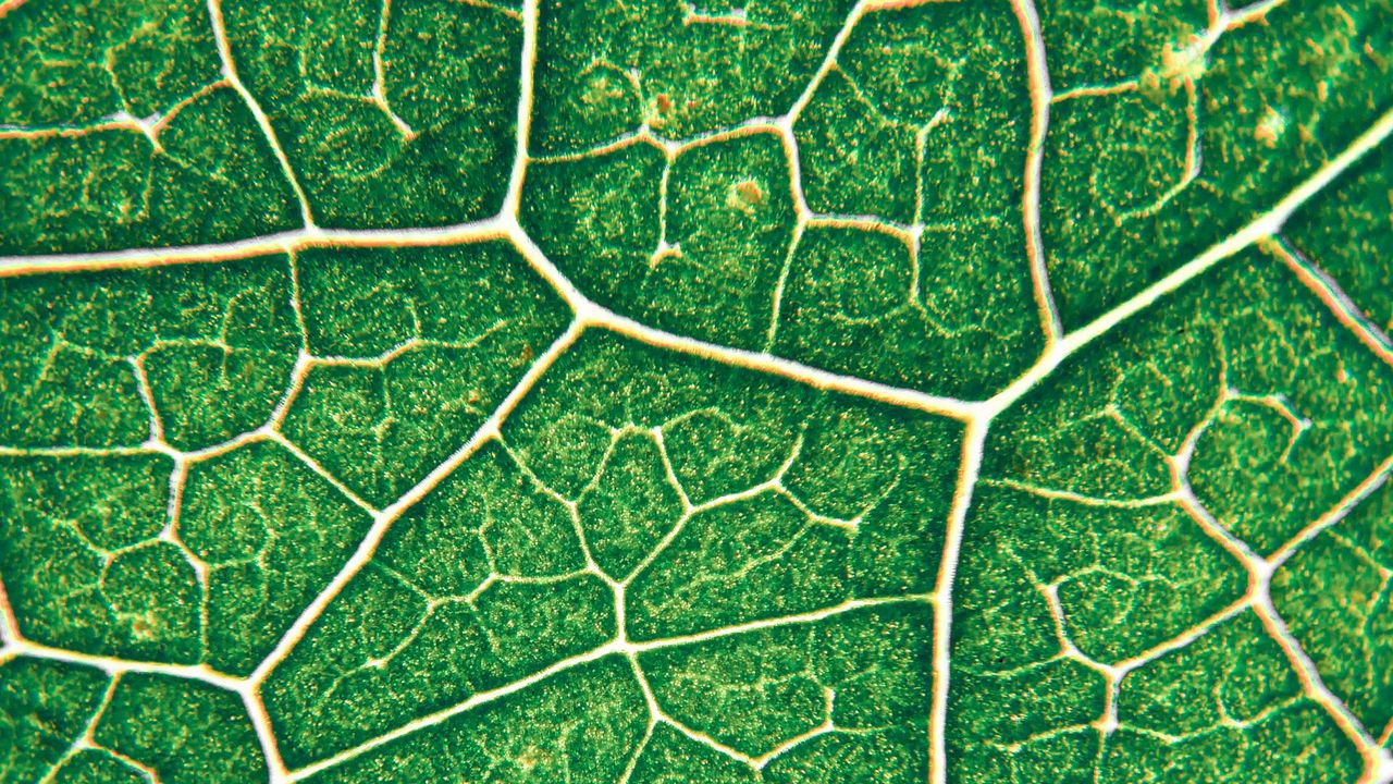 Wallpaper leaf, veins, texture, green