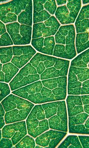 Preview wallpaper leaf, veins, texture, green