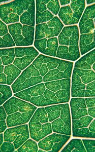 Preview wallpaper leaf, veins, texture, green