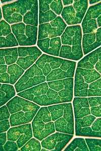 Preview wallpaper leaf, veins, texture, green
