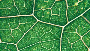 Preview wallpaper leaf, veins, texture, green