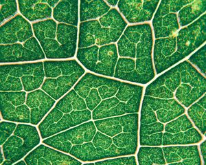 Preview wallpaper leaf, veins, texture, green