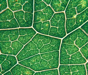 Preview wallpaper leaf, veins, texture, green