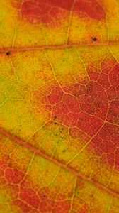 Preview wallpaper leaf, veins, yellow, orange, macro