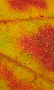 Preview wallpaper leaf, veins, yellow, orange, macro