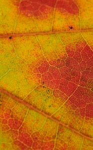 Preview wallpaper leaf, veins, yellow, orange, macro