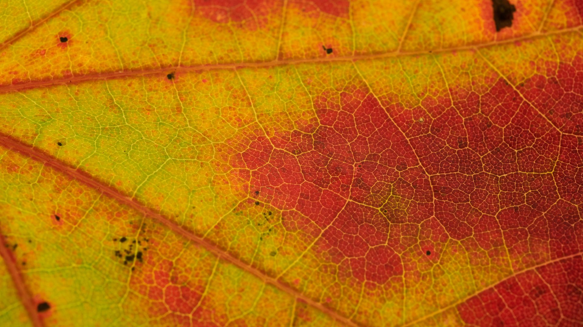 Download wallpaper 1920x1080 leaf, veins, yellow, orange, macro full hd ...