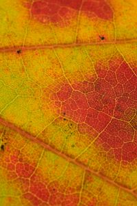 Preview wallpaper leaf, veins, yellow, orange, macro