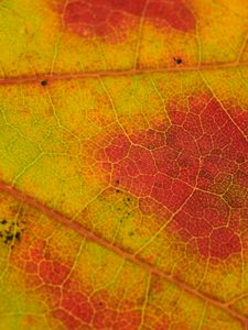 Preview wallpaper leaf, veins, yellow, orange, macro