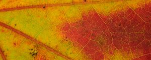 Preview wallpaper leaf, veins, yellow, orange, macro