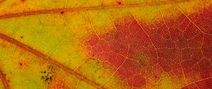 Preview wallpaper leaf, veins, yellow, orange, macro