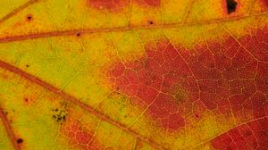Preview wallpaper leaf, veins, yellow, orange, macro
