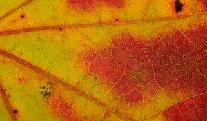 Preview wallpaper leaf, veins, yellow, orange, macro