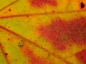 Preview wallpaper leaf, veins, yellow, orange, macro