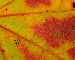 Preview wallpaper leaf, veins, yellow, orange, macro