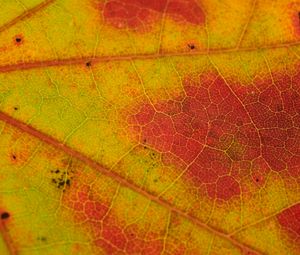 Preview wallpaper leaf, veins, yellow, orange, macro