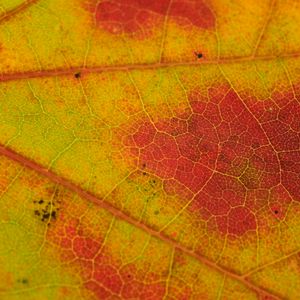 Preview wallpaper leaf, veins, yellow, orange, macro