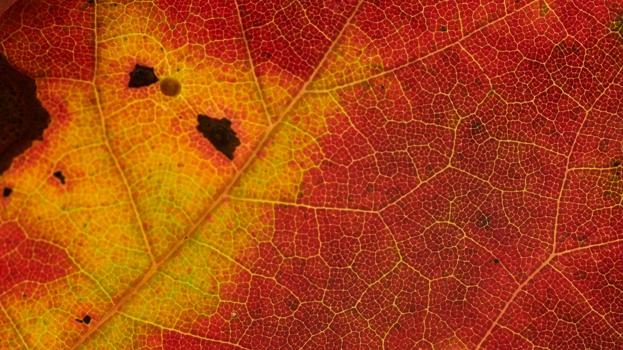 Wallpaper leaf, veins, yellow, red, macro