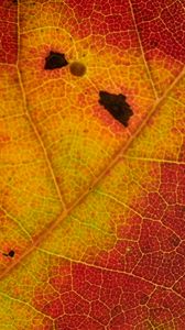 Preview wallpaper leaf, veins, yellow, red, macro