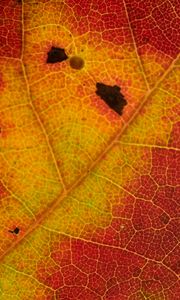 Preview wallpaper leaf, veins, yellow, red, macro