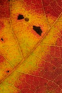 Preview wallpaper leaf, veins, yellow, red, macro