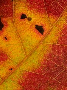 Preview wallpaper leaf, veins, yellow, red, macro