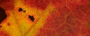Preview wallpaper leaf, veins, yellow, red, macro